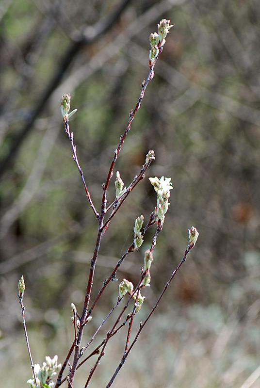 Amelanchier ovalis / Pero corvino